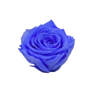 ROSA BACCARA d.6 cm - COLORE BLU GLICINE - IMBALLO 3 pz