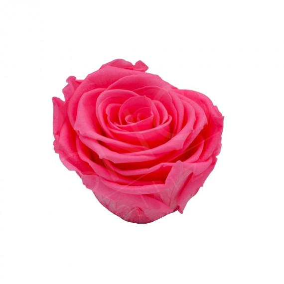 ROSA BACCARA  d.6 cm - COLORE ROSA - IMBALLO 126 pz