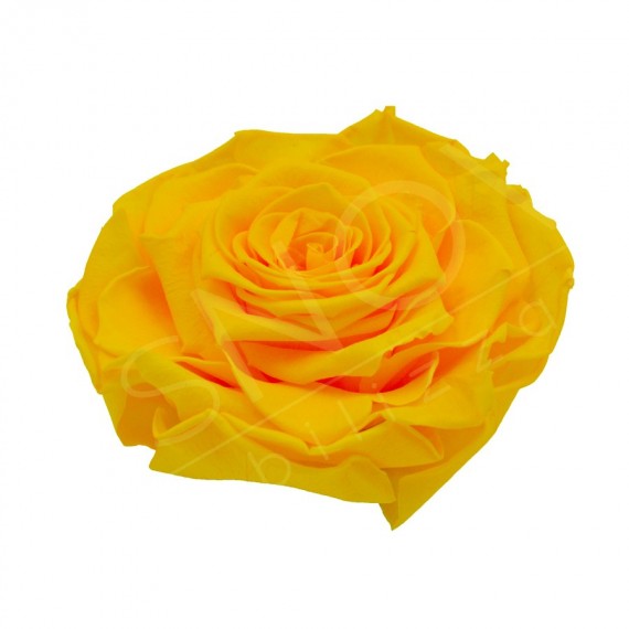 ROSA MAXI diametro 12 cm - COLORE GIALLO - IMBALLO 1 PZ