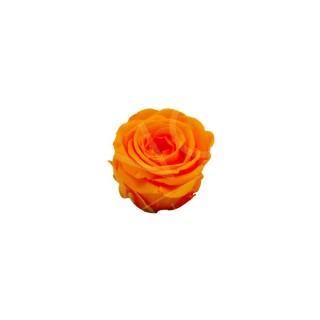 ROSA PRECIOUS d.2,5 cm - COLORE ARANCIO - IMBALLO 16 pz
