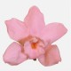 CYMBIDIUM PINK X 3 FLOWERS