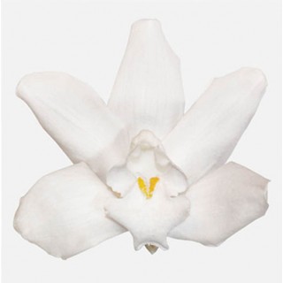 WHITE CYMBIDIUM  per 3 FLOWERS