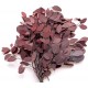 EUCALYPTUS POPULUS BURGUNDY  H. 50/70 CM ˜ 150 GR