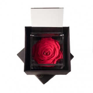 FLOWERCUBE ROSA 10X10 + PACKAGING - CORALLO/CORAL