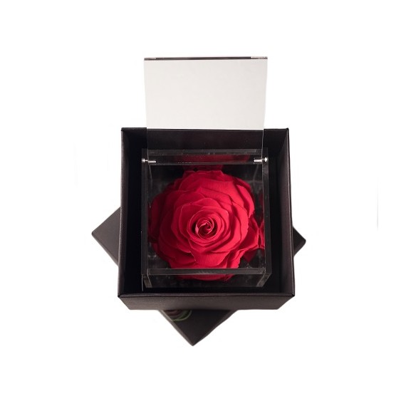 FLOWERCUBE ROSA 10X10 + PACKAGING - CORALLO/CORAL