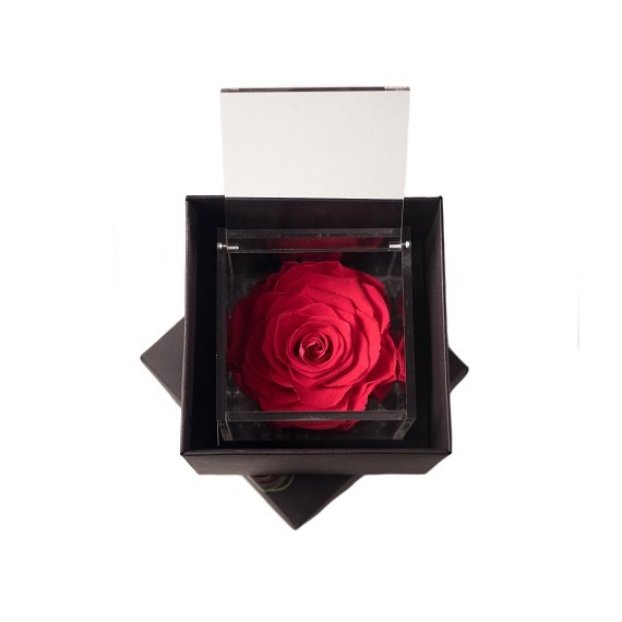 FLOWERCUBE SPECIAL ED. ROSA 10X10 + PACKAGING - COULEUR CORAL