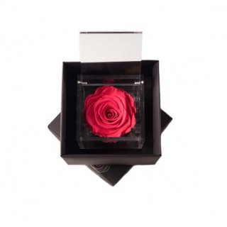 FLOWERCUBE ROSA 6X6 + PACKAGING - CORALLO/CORAL