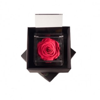 FLOWERCUBE SPECIAL ED. ROSA 6X6 + PACKAGING - COLOR CORAL