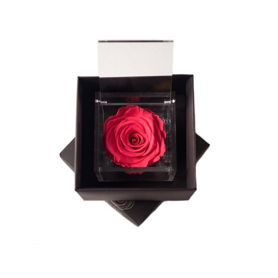 FLOWERCUBE ROSA 6X6 + PACKAGING - CORALLO/CORAL