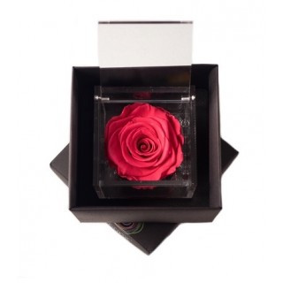 FLOWERCUBE ROSA 8X8 + PACKAGING - CORALLO/CORAL