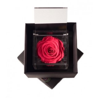 FLOWERCUBE SPECIAL ED. ROSA 8X8 + PACKAGING - CORALLO/CORAL