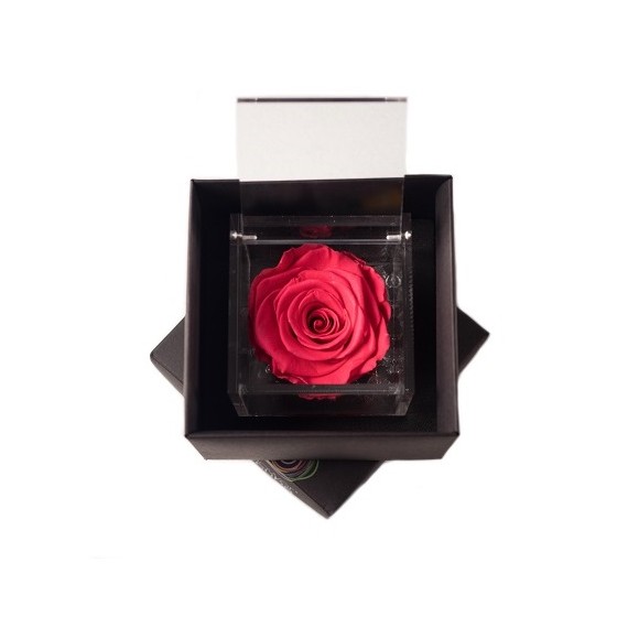 FLOWERCUBE ROSA 8X8 + PACKAGING - CORALLO/CORAL