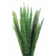 FOXTAIL LIGHT GREEN FERN  h 30/50 cm 5 stems