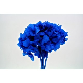 HYDRANGEA STANDARD BLUE d.18/22 cm