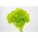 HYDRANGEA STANDARD LIGHT GREEN d.18/22 cm