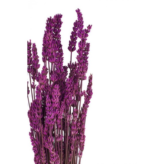 LAVANDA FIORITA LILAC H. 50/60 CM ˜ 100 GR