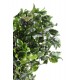 PITTOSPORUM GREEN H. 40/60 CM ˜ 100 GR