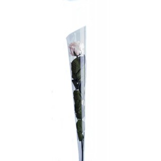 ROSE BACCARA WITH STEM d.6 h.65 - IVORY