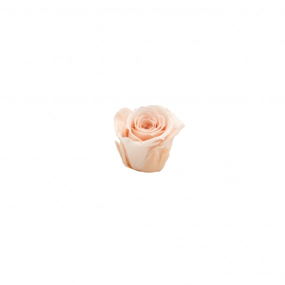 16 ROSE PRECIOUS d.2,5 cm - COLORE FIOR DI PESCO - MIN. 1 BOX