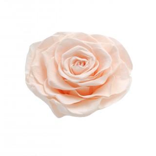 1 ROSE GRAN PRIX d.10 cm - ALMOND CREAM