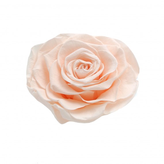 1 ROSE GRAN PRIX d.10 cm - ALMOND CREAM