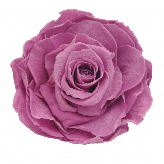 1 ROSA MAXI diametro 12 cm - COLORE LILLA - MIN. 1 BOX