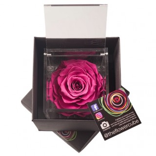 FLOWERCUBE ROSA 10X10 + PACKAGING - MIRTILLO/BLUEBERRY