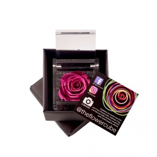 FLOWERCUBE SPECIAL ED. ROSA 6X6 + PACKAGING - COLOUR BLUEBERRY