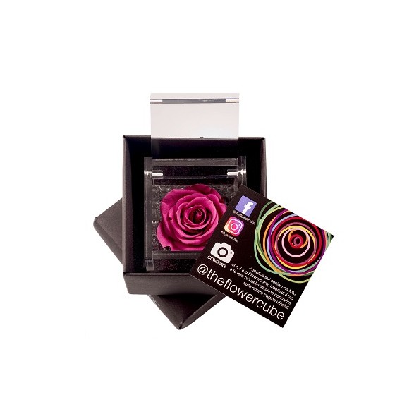 FLOWERCUBE ROSA 6X6 + PACKAGING - MIRTILLO/BLUEBERRY