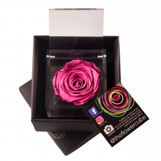 FLOWERCUBE SPECIAL ED. ROSA 8X8 + PACKAGING - COLORE MIRTILLO