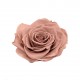 1 ROSE GRAN PRIX d.10 cm - SAND BEIGE