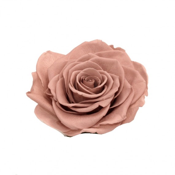 1 ROSE GRAN PRIX d.10 cm - SAND BEIGE