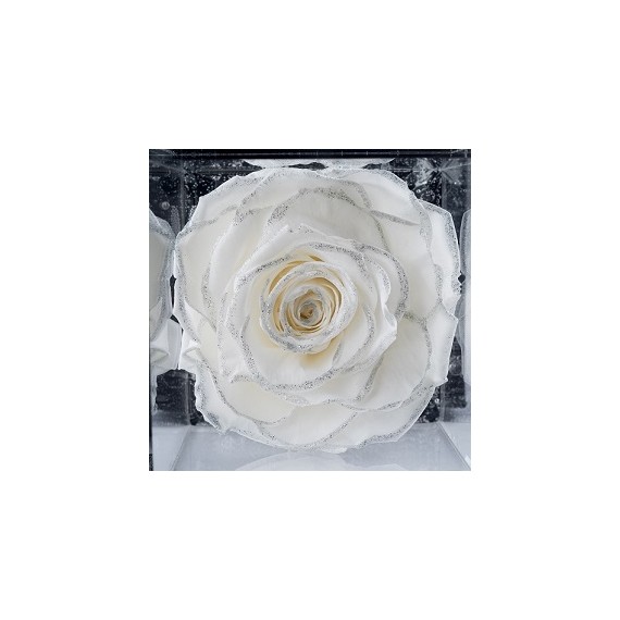 FLOWERCUBE ROSA GLITTER ARGENTO 10X10 + PACKAGING - COLORE BIANCO