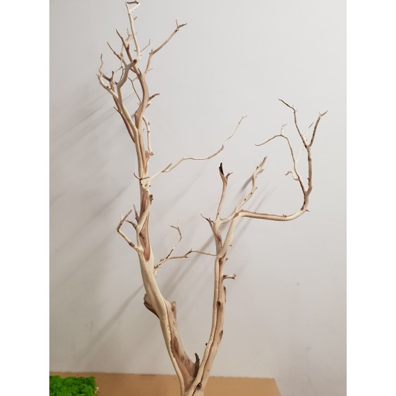 MANZANITE  H 110/120 CM