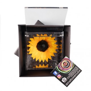FLOWERCUBE SUNFLOWER 10X10 + PACKAGING - GIRASOLE