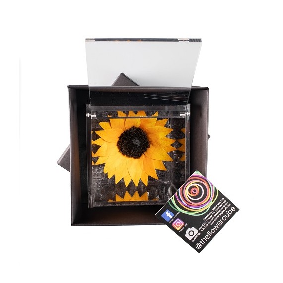 FLOWERCUBE SUNFLOWER 10X10 + PACKAGING - GIRASOLE