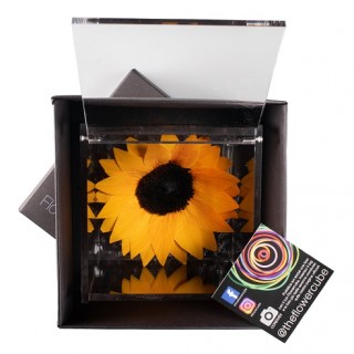 FLOWERCUBE SUNFLOWER 12X12 + PACKAGING - GIRASOLE