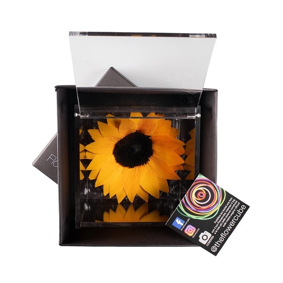 FLOWERCUBE SUNFLOWER 12X12 + PACKAGING - GIRASOLE