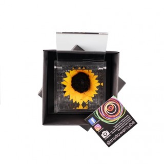 FLOWERCUBE SUNFLOWER 8X8 + PACKAGING - GIRASOLE