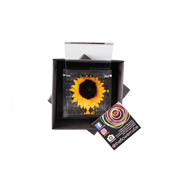 FLOWERCUBE SUNFLOWER 8X8 + PACKAGING - GIRASOLE