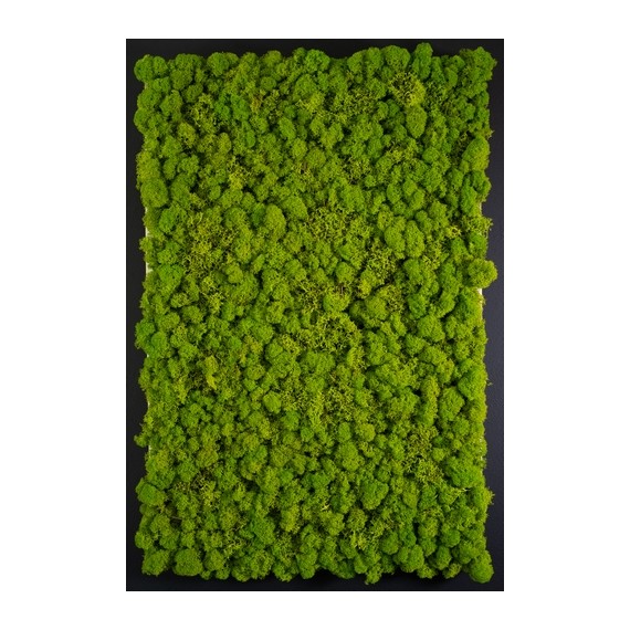 GREEN MODULES - TEXTURE LICHENE PREMIUM - 60 X 40 cm - COLORE MAY GREEN