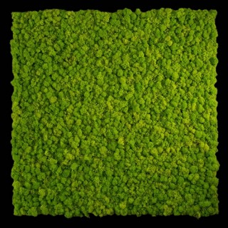 GREEN MODULES - TEXTURE LICHENE PREMIUM - 75 X 75 cm - COLORE MAY GREEN