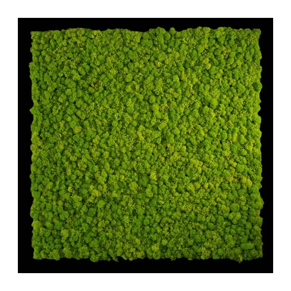 GREEN MODULES - TEXTURE LICHENE PREMIUM - 75 X 75 cm - COLORE MAY GREEN