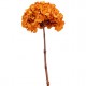 HYDRANGEA PREMIUM d.20/25 cm - h 50 cm ORANGE