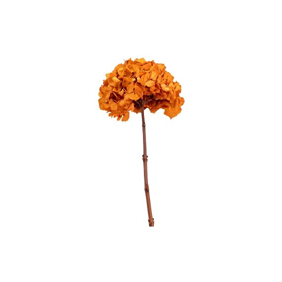 HYDRANGEA PREMIUM d.20/25 cm - h 50 cm ORANGE
