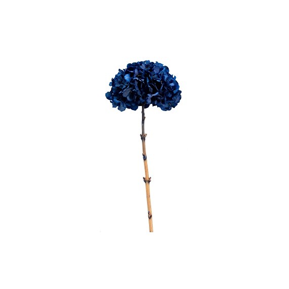 HYDRANGEA PREMIUM d.20/25 cm - h 50 cm BLUE