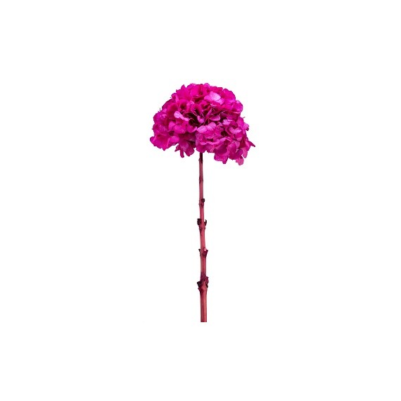 HYDRANGEA PREMIUM d.18/22 cm - h 60/70 cm FUCSIA