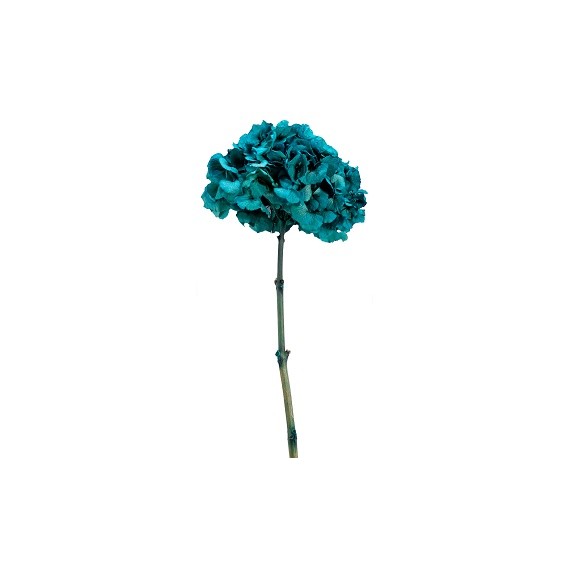 HYDRANGEA PREMIUM d.20/25 cm - h 50 cm TEAL