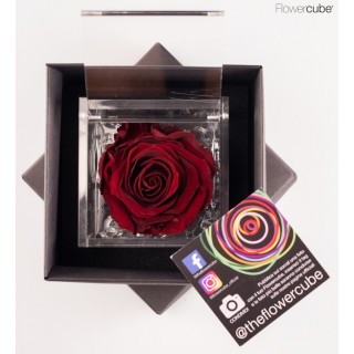 FLOWERCUBE SPECIAL ED. ROSA 8X8 + PACKAGING - COLORE BORDEAUX