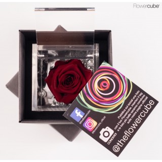 FLOWERCUBE ROSA 6X6 + PACKAGING - BORDEAUX/BURGUNDY